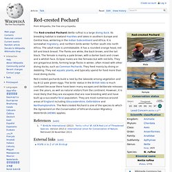 Red-crested Pochard