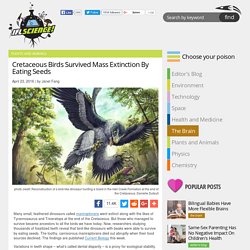 Cretaceous Birds Survived Mass Extinction By Eating Seeds