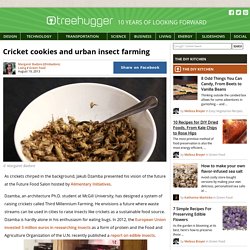 Cricket cookies and urban insect farming