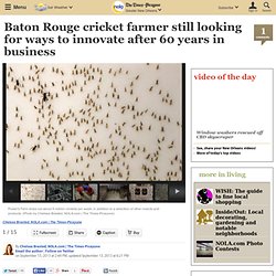 Baton Rouge cricket farmer still looking for ways to innovate after 60 years in business
