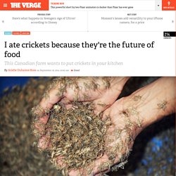 I ate crickets because they're the future of food