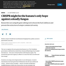 NATURE 24/09/19 CRISPR might be the banana’s only hope against a deadly fungus