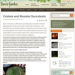 Cristate and Monster Succulents