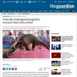 Critically endangered pangolins rescued, then sold as food