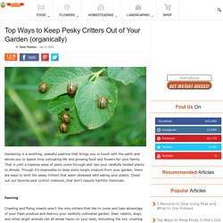 Top Ways to Keep Pesky Critters Out of Your Garden (organically)