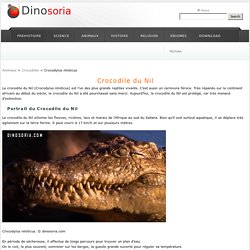 Crocodile du Nil. Crocodylus niloticus. En Images.Video . Dinosoria