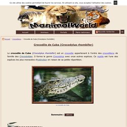 Crocodile de Cuba (Crocodylus rhombifer)