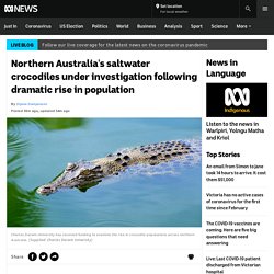 Northern Australia's saltwater crocodiles under investigation following dramatic rise in population - ABC News