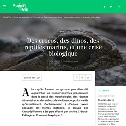 Des crocos, des dinos, des reptiles marins, et une crise biologique