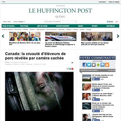 Canada: la cruauté d'éléveurs de porc révélée par caméra cachée