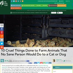 10 Cruel Things Done to Farm Animals That No Sane Person Would Do to a Cat or Dog