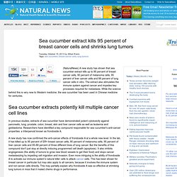 Sea cucumber extract kills 95 percent of breast cancer cells and shrinks lung tumors