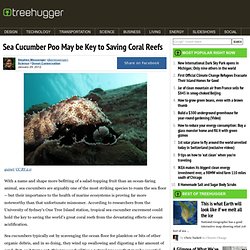 Sea Cucumber Poo May be Key to Saving Coral Reefs