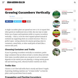 Growing Cucumbers Vertically – URBAN GARDENING IDEAS