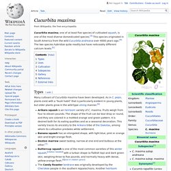 EN_WIKIPEDIA – Cucurbita maxima.