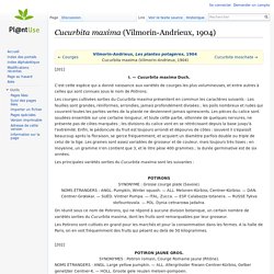 Cucurbita maxima (Vilmorin-Andrieux, 1904) — PlantUse