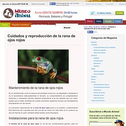 Cuidados y reproducción de la rana de ojos rojos - Anfibios