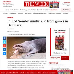 Culled ‘zombie minks’ rise from graves in Denmark