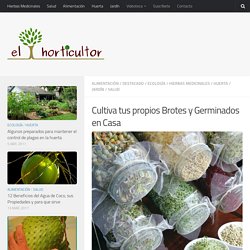 Cultiva tus propios Brotes y Germinados en Casa – El Horticultor