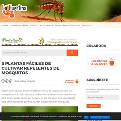 5 Plantas Fáciles De Cultivar Repelentes De Mosquitos - La Huertina De Toni