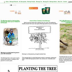 How to plant, cultivate, grow moringa - Miracletrees.org