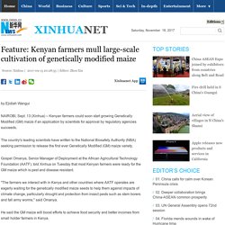 XINHUA 13/09/17 Feature: Kenyan farmers mull large-scale cultivation of genetically modified maize