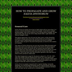 Salvia divinorum. Cultivation and propagation information.