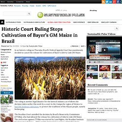 Historic Court Ruling Stops Cultivation of Bayer’s GM Maize in Brazil