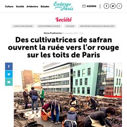 Des cultivatrices de safran ouvrent la ruée vers l’or rouge sur les toits de Paris