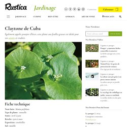 Cultiver la claytone de Cuba