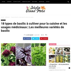18 types de basilic à cultiver pour la cuisine et les usages médicinaux