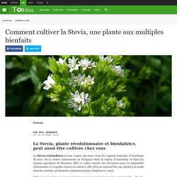 Comment cultiver la Stevia, une plante aux multiples bienfaits