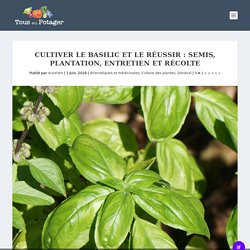 Cultiver le basilic et le réussir : semis, plantation, entretien et récolte