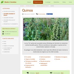 Cultiver le quinoa dans son potager : semis, entretien et récolte