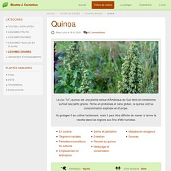 Cultiver le quinoa dans son potager : semis, entretien et récolte