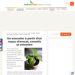 Avocatier : faire pousser un noyau avocat