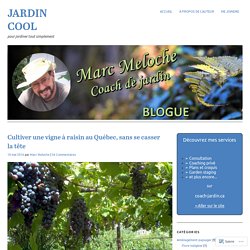 Cultiver une vigne à raisin au Québec, sans se casser la tête