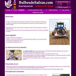 Culture du safran - Bulbes de crocus sativus
