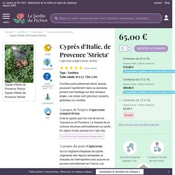 Cyprès d'Italie, de Provence 'Stricta' - Cupressus sempervirens