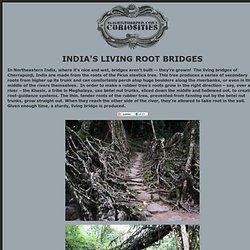 India's Living Root Bridges
