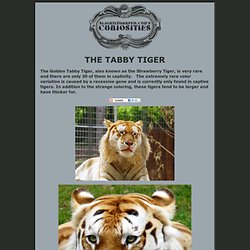 The Tabby Tiger