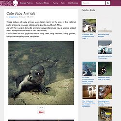 Animals Zone - StumbleUpon