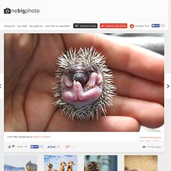 cute baby hedgehog photo