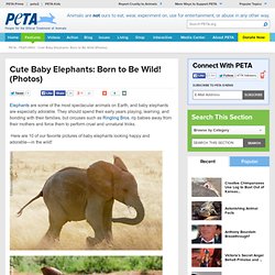 Cute Baby Elephants: Born to Be Wild! (Photos)