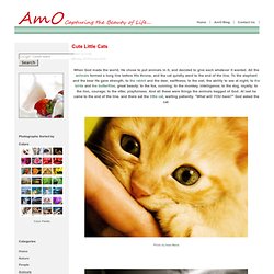 Cute Little Cats - AmO Images: Capturing the Beauty of Life - AmO Images: Capturing the Beauty of Life