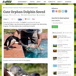 Cute Orphan Dolphin Saved