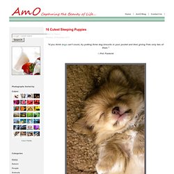 16 Cutest Sleeping Puppies&-&AmO Images: Capturing the Beauty of Life&-&AmO Images: Capturing the Beauty of Life