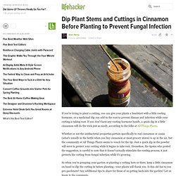Dip Plant Stems and Cuttings in Cinnamon Before Planting to Prevent Fungal Infection