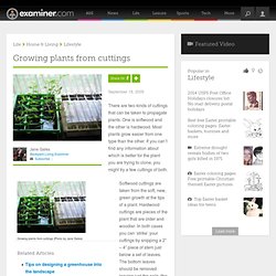 Growing plants from cuttings - National Backyard Living