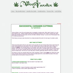Cuttings of Cannabis